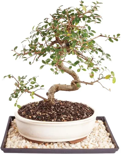 Miniatura 9 de Brussel's - Árbol bonsái de olmo chino vivo para exteriores, 5 años de edad; 10 a 14 pulgadas de alto con recipiente decorativo, bandeja de humedad