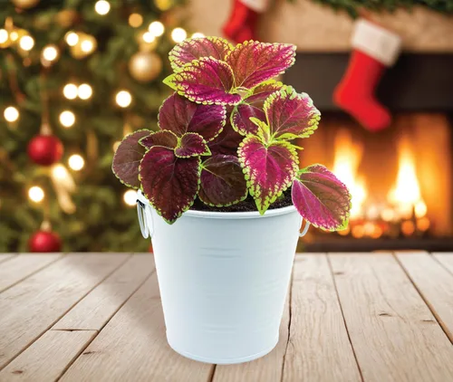 Miniatura 4 de BUZZY Seeds Coleus - Kit de cultivo de plantas de interior, cubo de jardín de metal blanco con semillas de siembra y medio de cultivo, juego