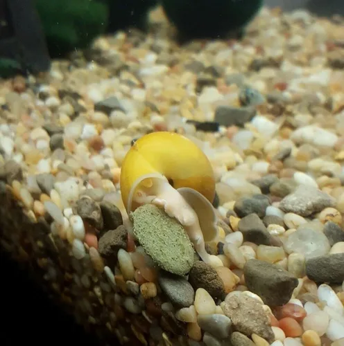 Miniatura 4 de Obleas de espirulina, algas y verduras de 0.472 in - 1/2 pulgada pequeña oblea de hundimiento para camarones, caracoles, cangrejos, cangrejos