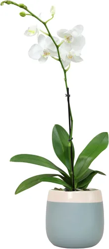 Miniatura 13 de Planta de aire con poca luz (4 unidades) Tillandsia Plantas de aire vivas Plantas de interior vivas Plantas de interior vivas Plantas suculentas