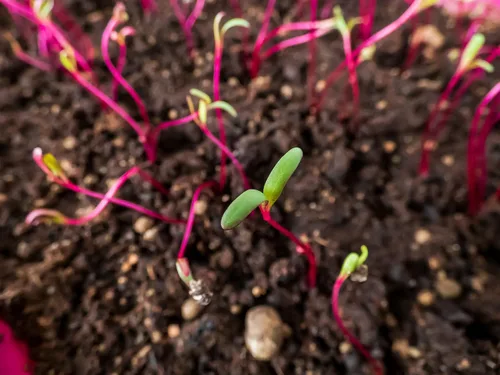 Miniatura 7 de Remolacha Ruby Queen 150 Seeds (Beta vulgaris) Heirloom - Polinizado abierto