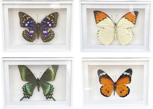 4 piezas de espécimen de mariposa, muestras de insectos de mariposa enmarcadas, suministros de taxidermia, caja de mariposa, regalo para hombres y