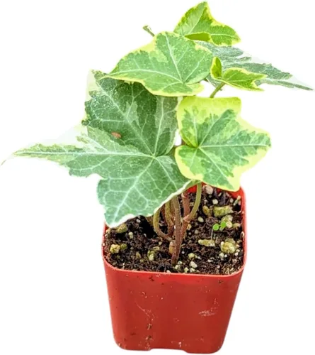 Planta de hiedra inglesa Live Gold Child en maceta de 2 pulgadas, planta de interior