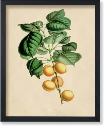 Miniatura 25 de Poster Master Póster Vintage de Plantas Cultivadas - Impresión Botánica Retro - Arte de Flores - Arte de Plantas - Regalo para Hombres y Mujeres