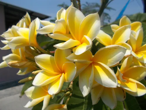Miniatura 2 de Hawaiian Rare Plumeria Frangipani Planta esquejes rojo, blanco, amarillo, rosa - 10 pulgadas - Descuento Hawaiian Gifts LQ4 (amarillo)