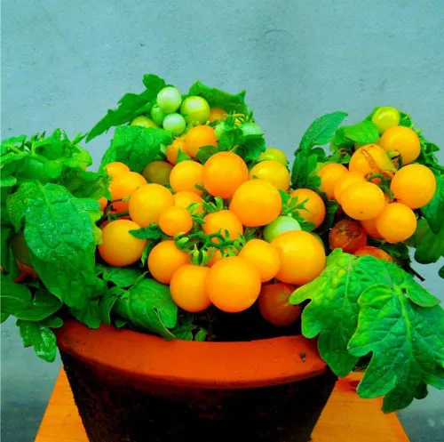 Miniatura 2 de MOCCUROD - 100 semillas de tomate cereza para interiores, semillas de herencia vegetal rara de tomate enano rojo y amarillo