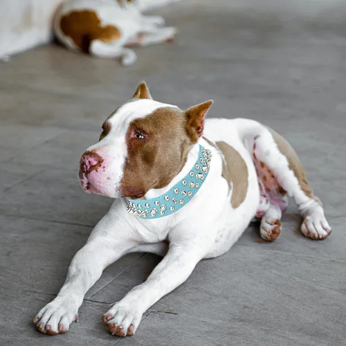Miniatura 4 de TEEMERRYCA Collares para perro, ajustables, de piel de microfibra con púas punzantes y una pelota chillona de regalo, para mascotas pequeñas, Azul