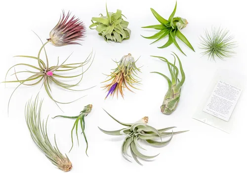 Paquete de bolsas de agarre, plantas de aire pequeñas y medianas, paquete de fertilizantes, al por mayor, a granel, Tillandsia viva, planta de