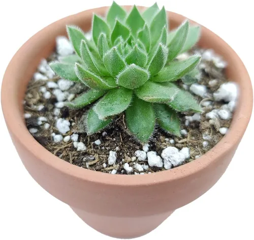 Miniatura 5 de Sempervivum Spring Beauty (2 pulgadas) - Planta suculenta saludable Sempervivum Live de fácil cuidado para interiores
