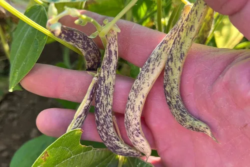 Miniatura 4 de Plant Good Seed Semillas orgánicas de frijol dragón para plantar: vegetales de arbusto de reliquia, vainas blancas y moradas - Paquete de 18 semillas