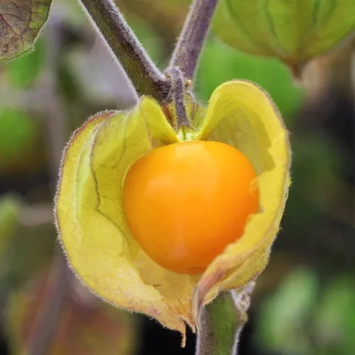 TomorrowSeeds - Semillas de bayas Poha gigantes hawaianas - Más de 200 unidades - para plantar Physalis Peruviana Goldenberry Peruano Peruano Cereza