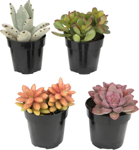 Miniatura 12 de Altman Plants, Plantas suculentas vivas (4 unidades), regalos para amantes de las plantas suculentas, plantas de interior vivas en tierra