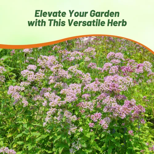 Miniatura 6 de Outsidepride Semillas de orégano comunes - Semillas de hierbas perennes, aromáticas y fáciles de cultivar para uso culinario, sabrosos jardines