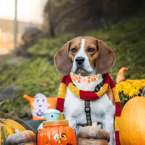 Miniatura 5 de Lionheart Glory Collar de calabaza de Halloween, resistente, ajustable, collar de cachorro XS para perros hembras o machos A: Calabaza Phnom Penh