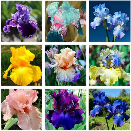 Más de 75 semillas de flores de iris de colores mixtos, sin OMG, variedades raras, impresionantes flores para plantar en jardín al aire libre