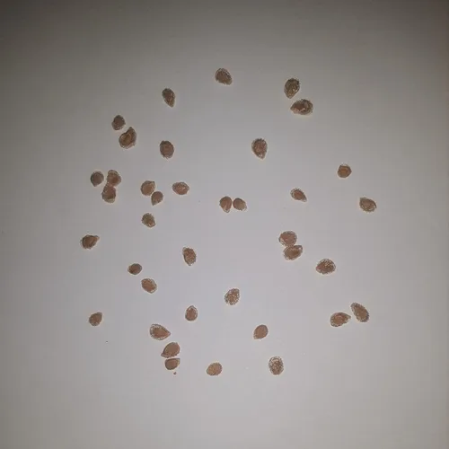 Miniatura 2 de PAPAW'S GARDEN SUPPLY LLC. ¡Ayudando a la próxima generación a crecer! Sweet Million - Semillas de tomate cherry, sin OMG, 1 paquete de 25 semillas