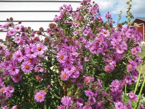 Miniatura 2 de 100 semillas de flor rosa de New England Aster Novae VAR Angliae