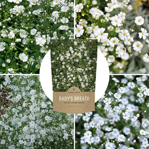 Miniatura 9 de Semillas de Gypsophila elegans de Baby's Breath vistosas – Bolsa a granel de un cuarto de libra – Más de 80.000 semillas de flores silvestres