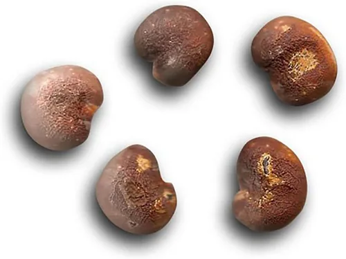 10 semillas de baobab africano - 10 semillas (Adansonia digitata) - Paquete de 10 semillas raras y viables - QO Seeds