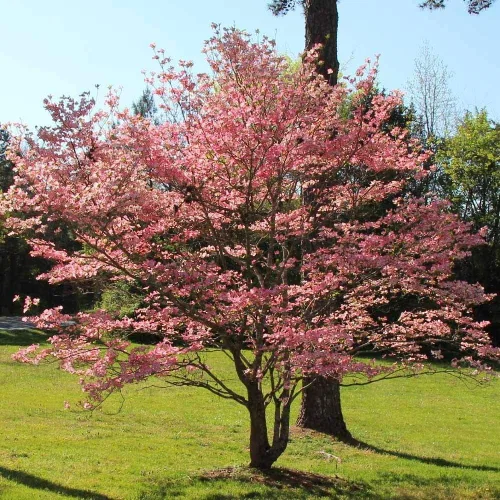 Miniatura 2 de Brighter Blooms - Árbol de cornejo rojo, 3-4 pies - No hay envío a AK, AZ, FL, HI