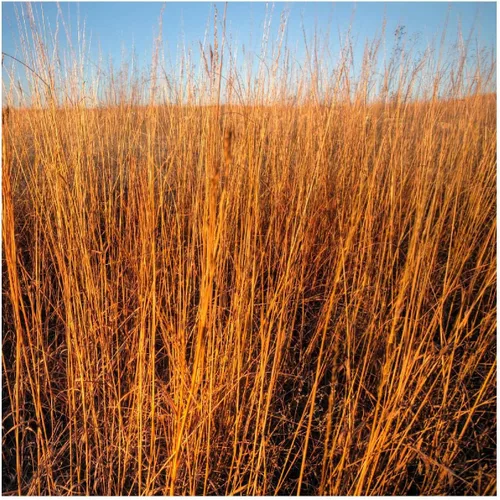 Miniatura 3 de Everwilde Farms - Semillas de hierba nativa Big Bluestem de 1 onza - Gold Vault