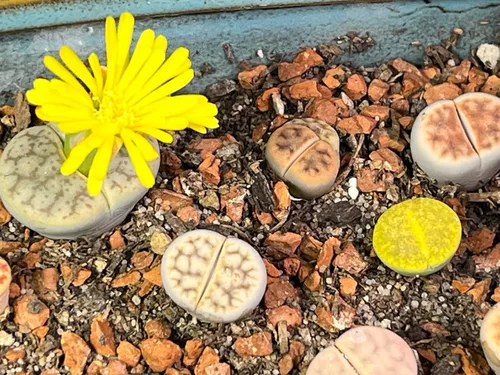 Miniatura 8 de Tierra de arcilla calcinada hortícola para bonsái, aditivo de tierra para cactus y suculentas (2.7 KG, 0.3 cm)