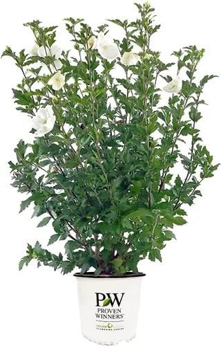 Miniatura 5 de Green Promise Farms Hibiscus syr. `Blue Chiffon` (Rosa de Sharon) Arbusto, contenedor de 3 tamaños