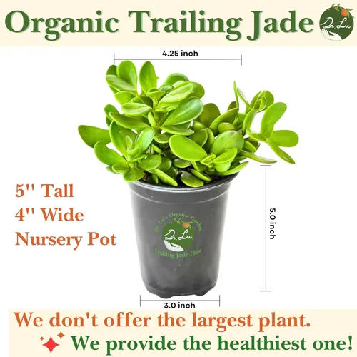 Miniatura 2 de Planta de jade colgante orgánica de Dr. Lu Planta de jade rara Plantas suculentas vivas Plantas purificadoras de aire para interior Plantas