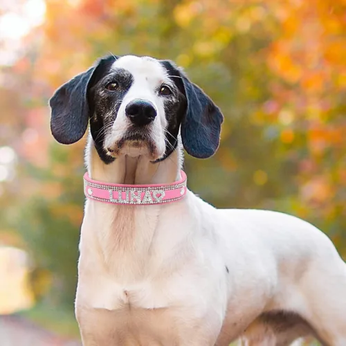 Miniatura 5 de Collar de perro de cristal Senristar personalizado con nombre brillante, collar de perro personalizado con chispazos de strass para perro pequeño