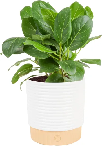 Miniatura 13 de Costa Farms Planta de goma burdeos, árbol ficus elastica vivo para interiores en maceta de vivero, mezcla de tierra para maceta, regalo para Maceta