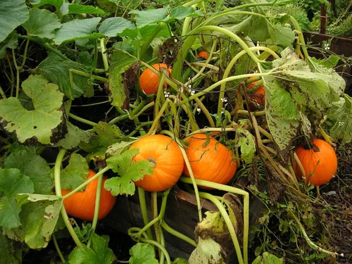 Miniatura 2 de TomorrowSeeds - Semillas de calabaza Jack-Be-Little y Wee-B-Little Mix - Paquete de 30 unidades - para 2024 Orange Mini Mix sin tratar Azúcar