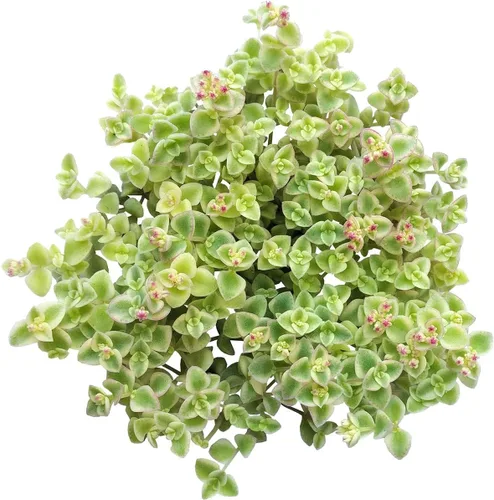 Sedum Little Missy Succulent (maceta de plástico de 2 pulgadas) - Suculenta abigarrada viva y saludable