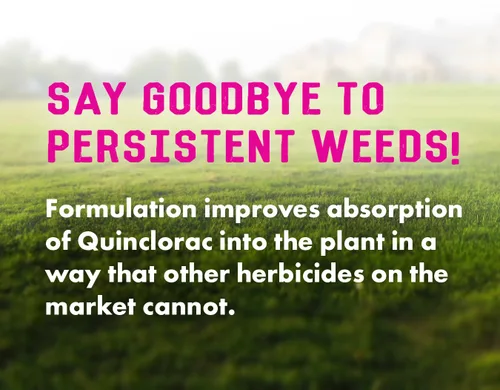 Miniatura 3 de Pro Crabgrass & Grassy Weed Killer - 18.92% Quinclorac (comparado con Drive XLR8) - Herbicida concentrado de pasto cangrejo profesional - Secado