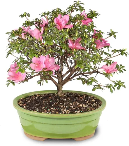 Brussel's Bonsai Live Satsuki Azalea - Árbol bonsái floreciente - Grande, 8 años de edad, 10 a 14 pulgadas - Maceta de cerámica para bonsái