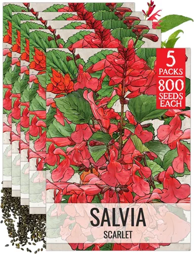 Miniatura 13 de Seed Needs, semillas de salvia roja escarlata - 800 semillas de variedad antigua para plantar Salvia coccinea - Flor silvestre perenne para un