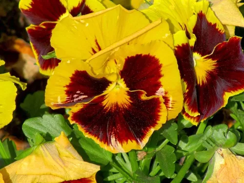 Miniatura 2 de Semillas Cool Wave Fire Pansy Viola Flowers Anual