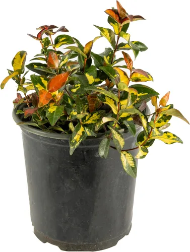 Miniatura 8 de American Plant Exchange Live Confederate Jasmine – Maceta de 6 pulgadas – Vid floreciente fragante con hojas verdes brillantes, planta de exterior
