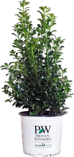 Miniatura 6 de Ganadores probados - Ilex x meserveae Castle Spire (Acebo) Evergreen, 3 - Contenedor