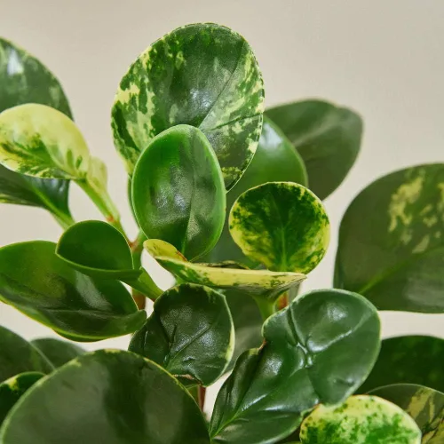 Miniatura 2 de Peperomia Marble - Planta viva en maceta de 4 pulgadas - Peperomia Obtusifolia 'Marble' - Planta de interior abigarrada