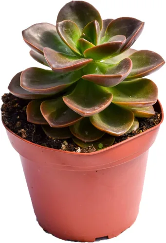 Planta suculenta Echeveria viva – Suculenta Echeveria de 4 pulgadas totalmente arraigada (– Echeveria Borgoña Pearl)