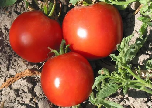 Tomate Manitoba: un tomate tradicional extremadamente temprano para rebanar dulce (10 semillas)