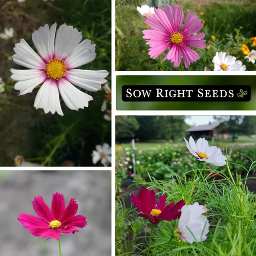 Miniatura 4 de Sow Right Seeds - Sensation Cosmos Flower Seed para plantar - Paquete de reliquia sin OMG con instrucciones para crecer - Corta y vuelve a aparecer