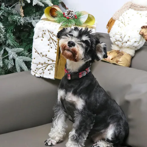 Miniatura 5 de Aring Pet Collar navideño para perro, lindo, ajustable, de algodón, para cachorros, perros pequeños, medianos y grandes, rojo a cuadros Z: cuadros