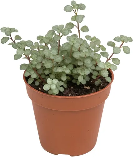 Miniatura 3 de Silver Stunner Pilea (Pilea libanensis) en planta viva en maceta de 2 pulgadas, follaje pequeño y brillante para una fácil decoración de interiores