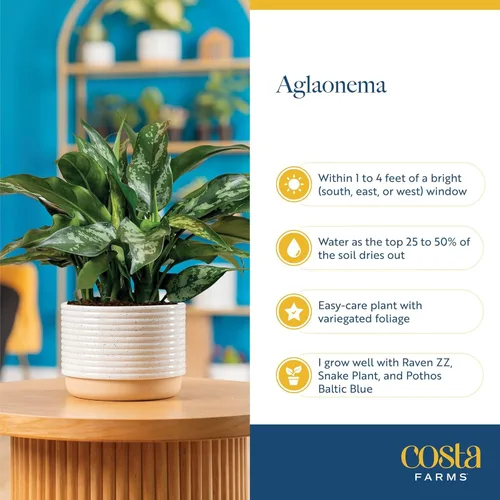 Miniatura 6 de Costa Farms Árbol de hoja perenne chino, fácil de cultivar, planta de interior en maceta en maceta en bonita maceta decorativa, regalo diario