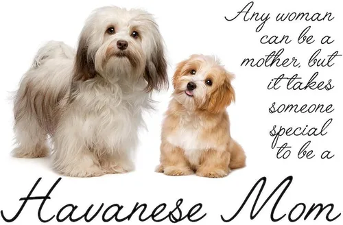 Miniatura 2 de CafePress Havanese Mom - Manta de felpa de forro polar súper suave, 60 x 50 pulgadas