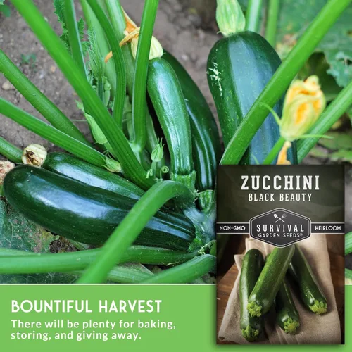Miniatura 3 de Black Beauty - Semillas de calabacín para plantar, variedad de calabaza de verano para cultivo de huertos, calabacín verde oscuro de alto