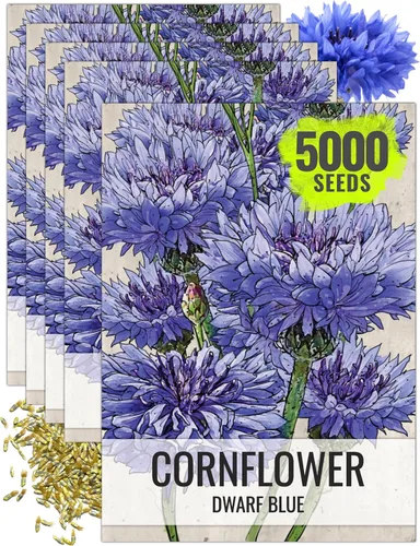 Miniatura 9 de Seed Needs, Semillas de aciano azul enano, 1500 semillas para plantar Centaurea cyanus, flores silvestres polinizadas abiertas para cultivar un