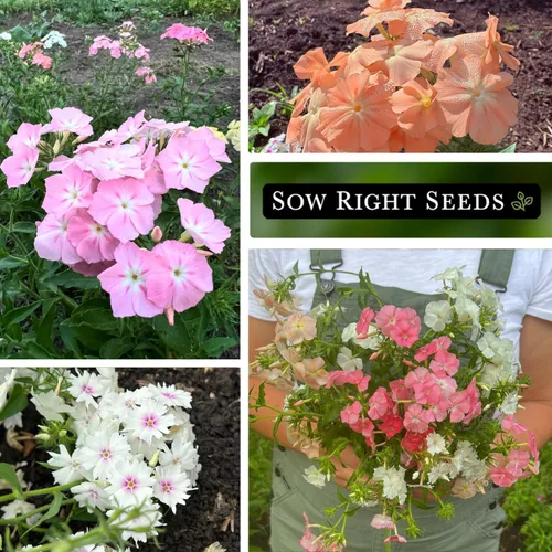 Miniatura 4 de Sow Right Seeds - Pastel Shades - Semillas de Phlox mixtas para plantar - Hermosas flores para plantar en tu jardín polinizador doméstico - Semillas