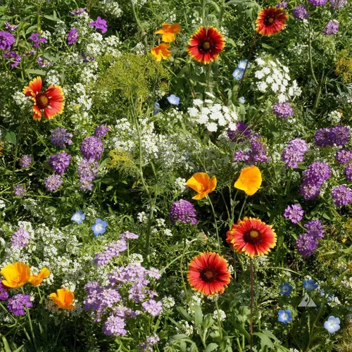 Miniatura 6 de Outsidepride Mezcla de semillas de flores silvestres insectarias - Combinación de 1/4 lb de semillas de flores silvestres perennes de raíces
